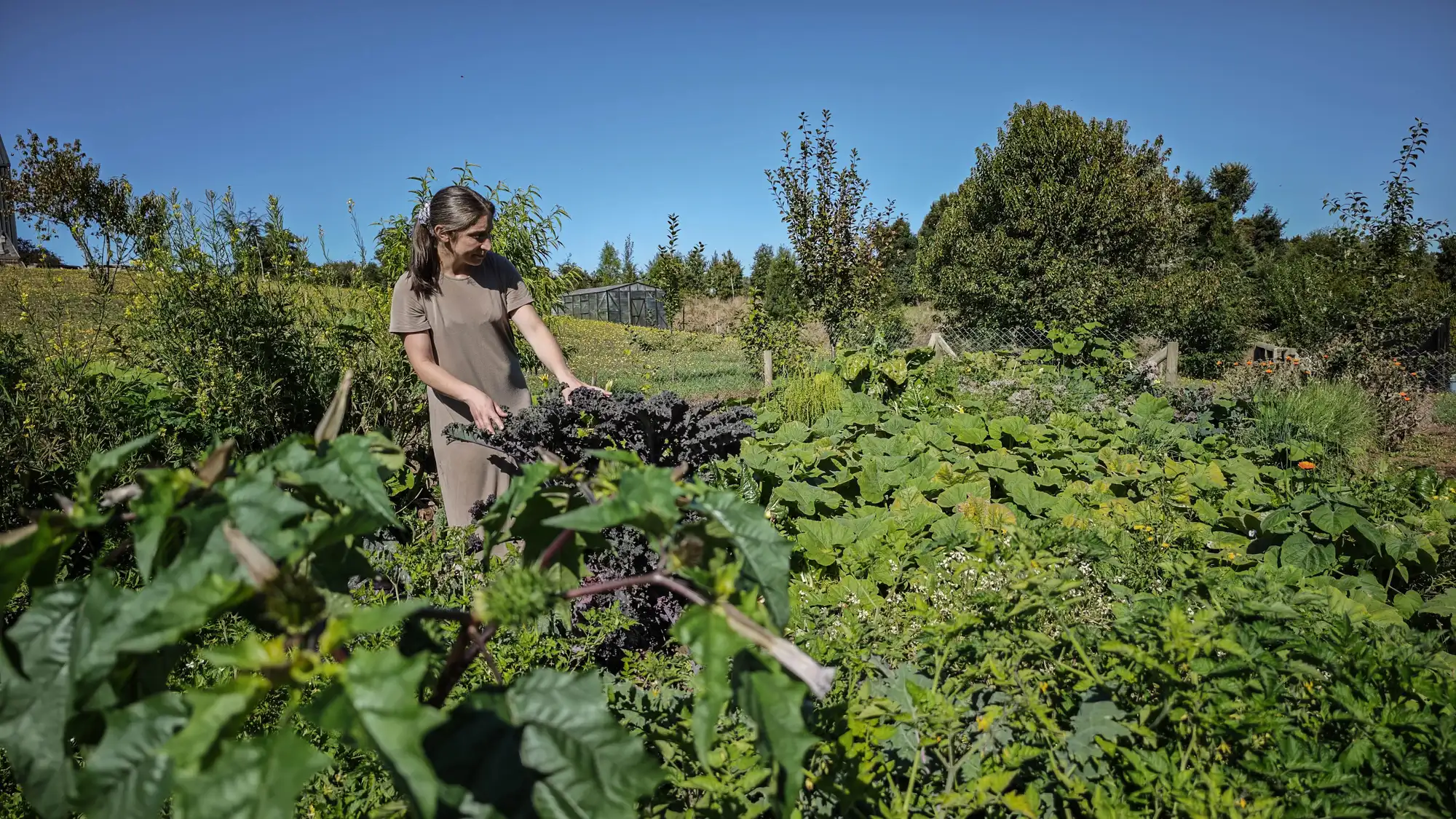 Ángela bei der Ernte im Gemüsegarten von Ave Lodge, Frutillar
