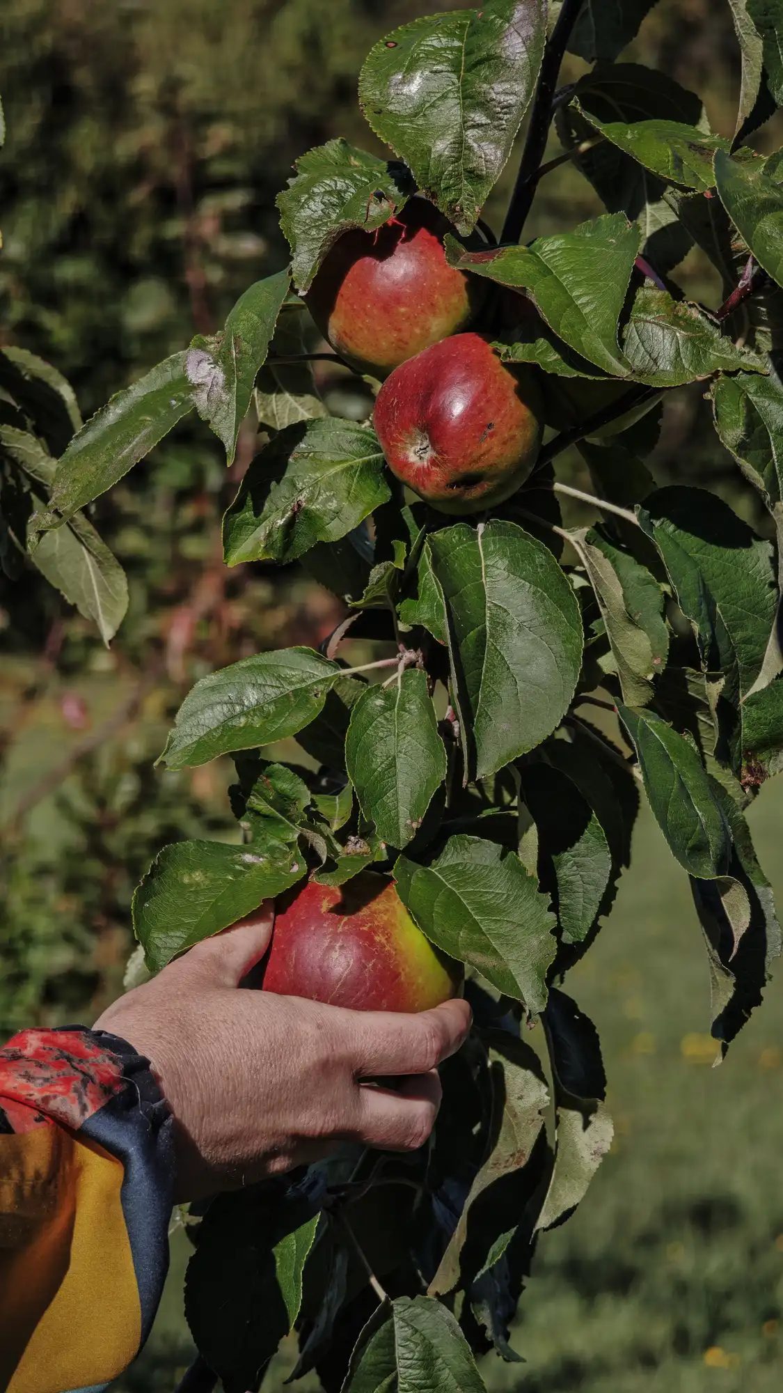 Récolte de pommes à Ave Lodge, Frutillar