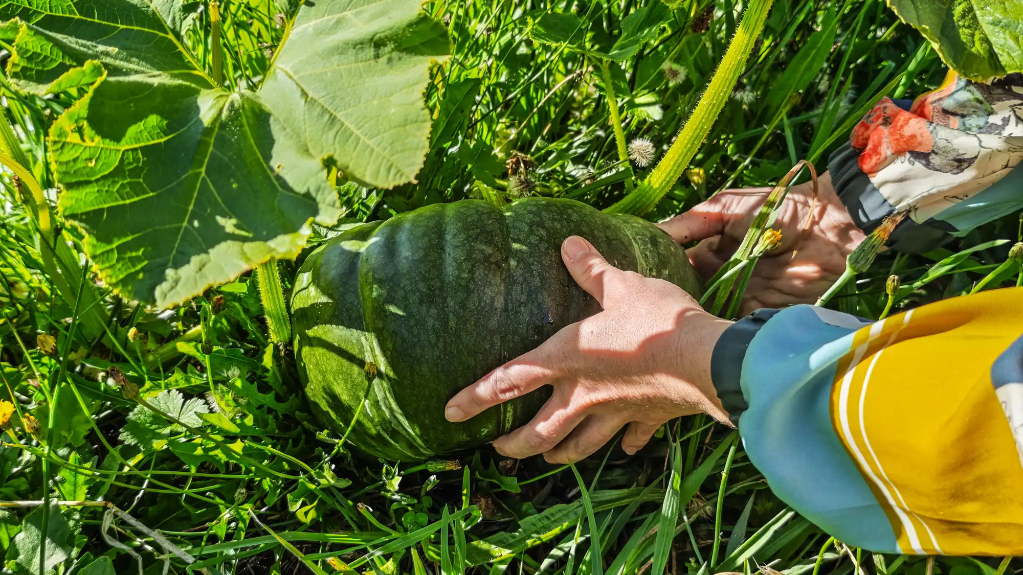 Récolte de courge dans le potager d'Ave Lodge