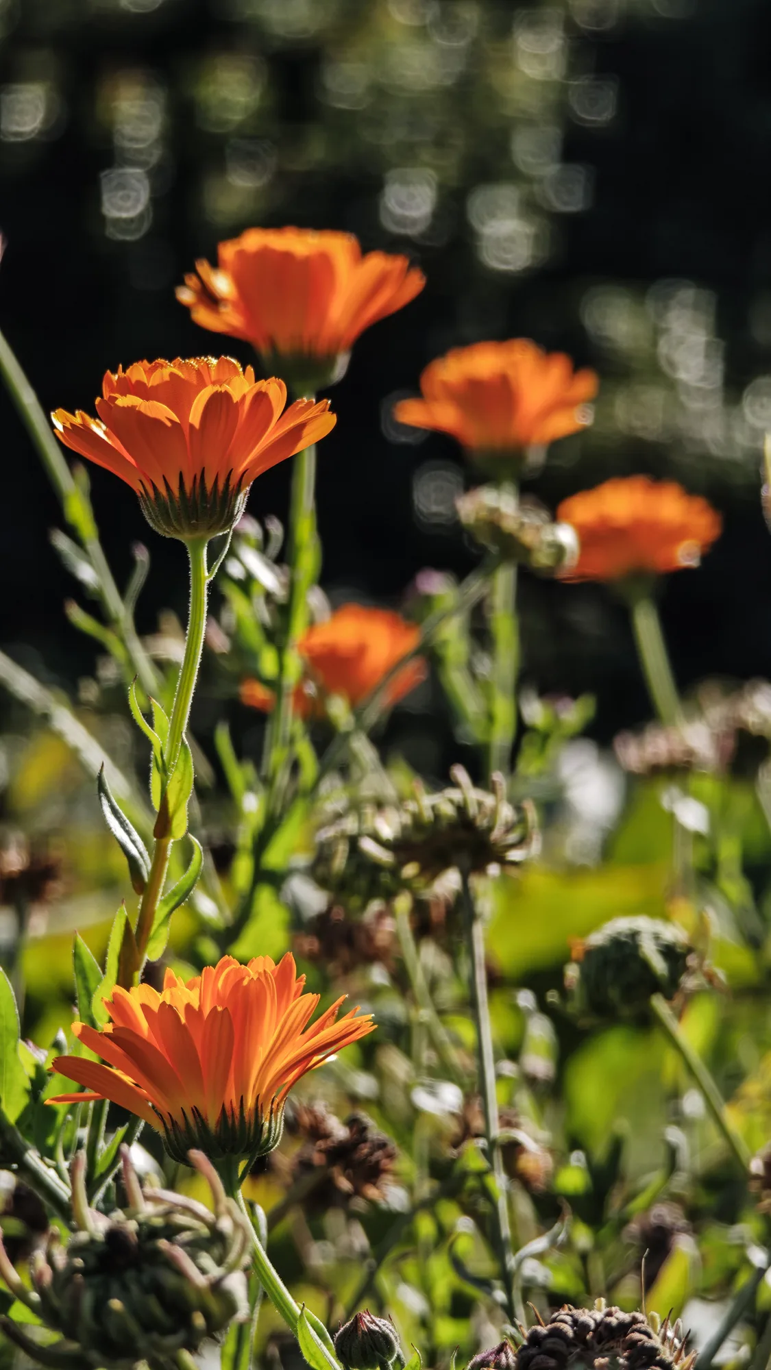 Fleurs de calendula dans le potager d'Ave Lodge, Frutillar