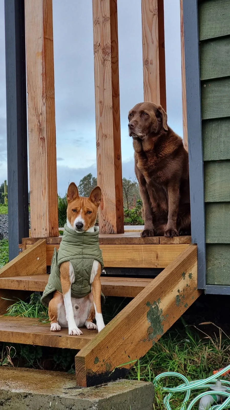 Mascotas en Ave Lodge, Frutillar