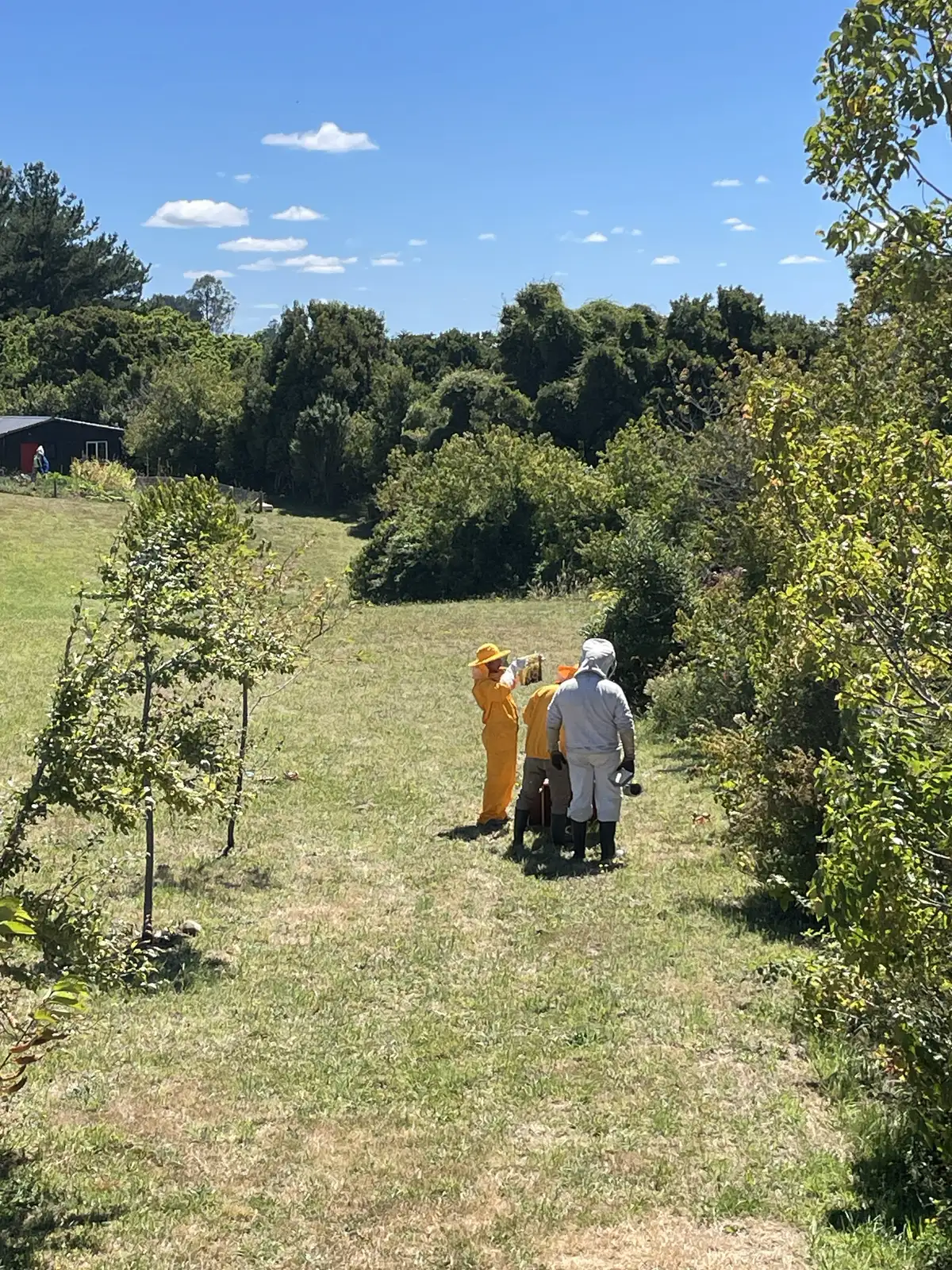 Revisión de colmenas en Ave Lodge, Frutillar